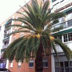 Se nos encomienda la poda de tres palmeras de gran envergadura que afectan a la fachada de las viviendas molestando a los vecinos.